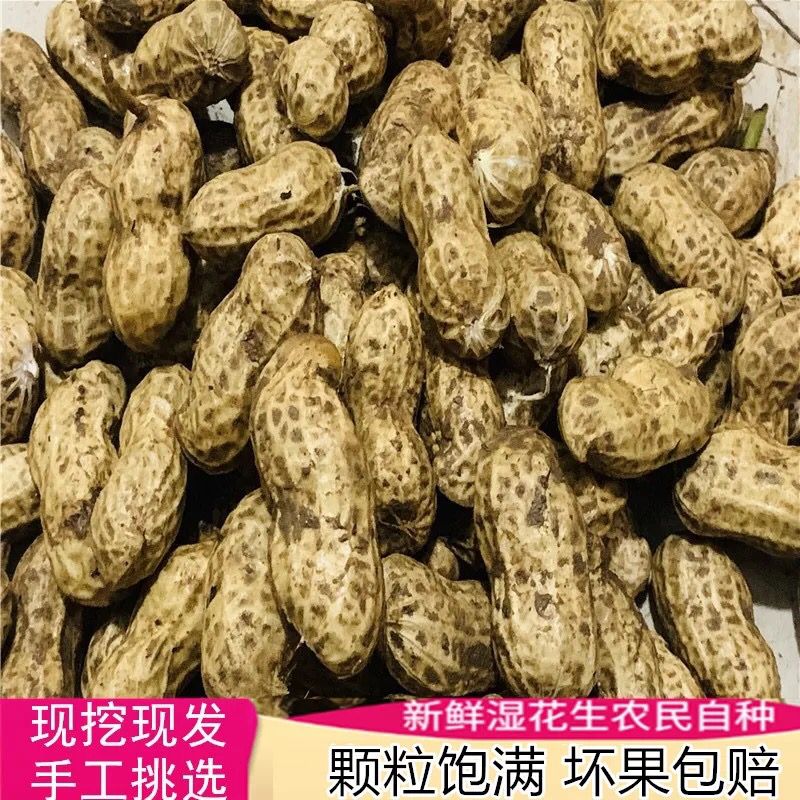 2021新鮮帶殼濕花生 當季現挖的農家美味