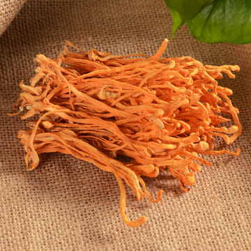 蟲草花批發指南 金蟲草與北蟲草的食用價值與選購要點